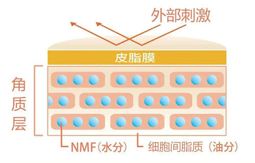 角質(zhì)層的作用有哪些？